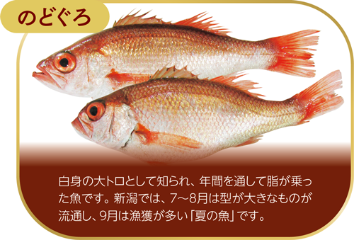 のどぐろ　白身の大トロとして知られ、年間を通して脂が乗った魚です。新潟では、7～8月は型が大きなものが流通し、9月は漁獲が多い「夏の魚」です。