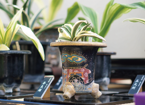 企画展示「秋の彩り~山野草と盆栽・伝統園芸植物の世界~」