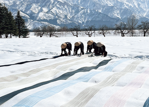 雪さらしの様子